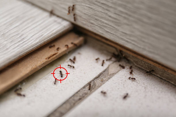Best Residential Pest Control  in Columbus, MT
