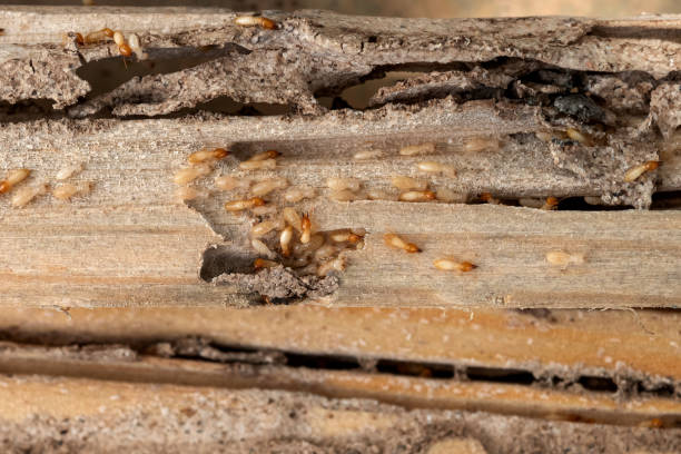 Best Termite Control Services  in Columbus, MT